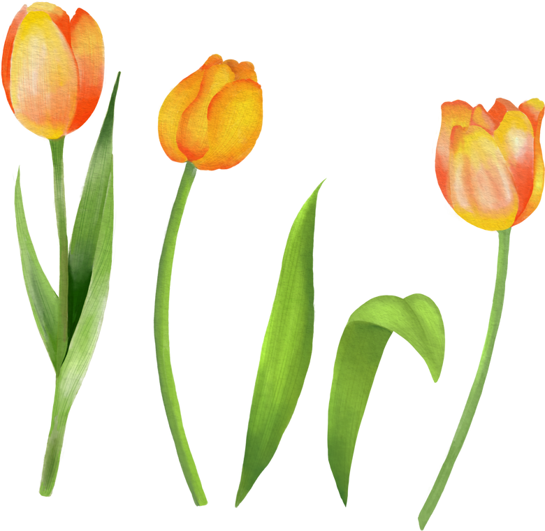 Blooming Yellow Tulips